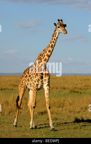 Masai-Giraffe (Giraffa Plancius Tippelskirchi), Naturschutzgebiet Masai Mara, Kenia, Ostafrika Stockfoto