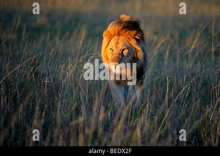 Löwe (Panthera Leo) mit einer Mähne im ersten Morgenlicht, Naturschutzgebiet Masai Mara, Kenia, Ostafrika Stockfoto