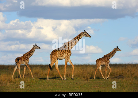 Gruppe von Masai Giraffen (Giraffa Plancius Tippelskirchi) auf der Steppe, weibliche mit zwei Kälbern, Naturschutzgebiet Masai Mara Stockfoto