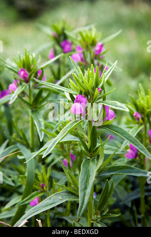 Geringerem Snapdragon; Misopates orontium Stockfoto