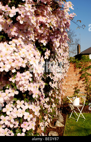 ROSA CLEMATIS MONTANA GROWIG AUF MAUER IM GARTEN Stockfoto