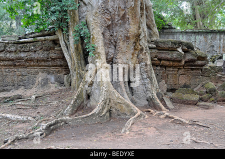 Tetrameles Baum (Tetrameles Nudiflora), Baumwurzeln überwuchert die Ruinen der Tempelanlage von Ta Prohm, Angkor Thom, UNES Stockfoto