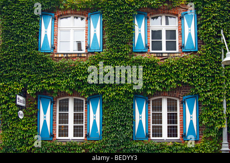 Boston-Efeu auf der Vorderseite eines Hauses mit Fensterläden, japanische Schlingpflanze, japanische Efeu (Parthenocissus Tricuspidata), Altstadt Stockfoto