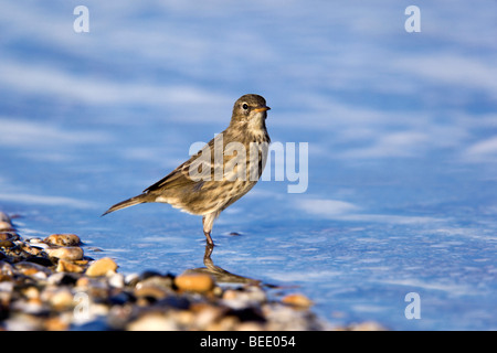 Rock-Pieper; Anthus Petrosus; im Wasser; Cornwall Stockfoto