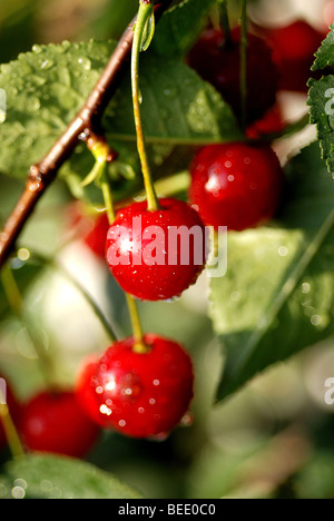 SAUERKIRSCHEN WÄCHST EIN BAUM IM GARTEN Stockfoto