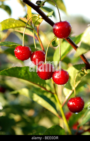 SAUERKIRSCHEN WÄCHST EIN BAUM IM GARTEN Stockfoto