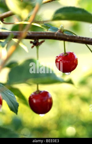 SAUERKIRSCHEN WÄCHST EIN BAUM IM GARTEN Stockfoto