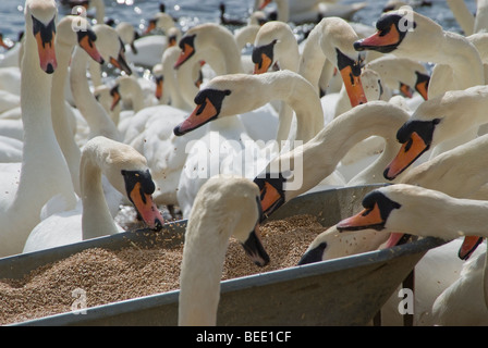 Fütterungszeit im Abbotsbury Swannery in Dorset. England. Begierig Schwäne Hilfe zur Selbsthilfe aus der Schubkarre von Getreide. Stockfoto