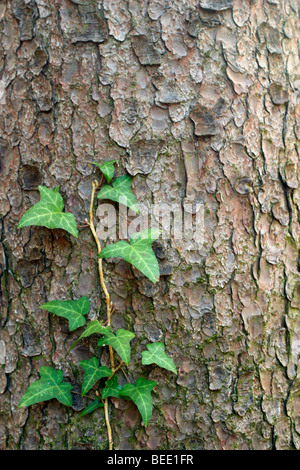 Englisch Efeu (Hedera Helix) auf Fichte (Picea) Stockfoto