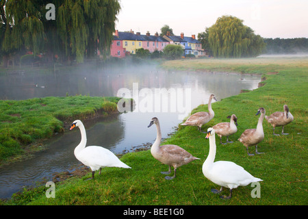 Wässermatten Sudbury Suffolk England Stockfoto