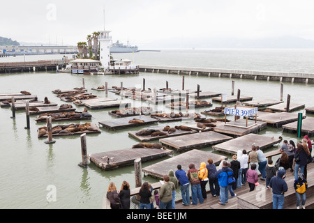 Kalifornischen Seelöwen auf den Docks am Pier 39 in San Francisco, USA Stockfoto