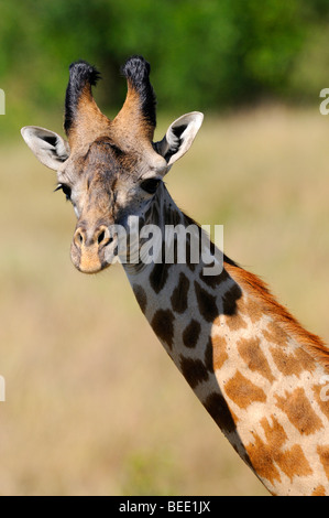 Masai-Giraffe (Giraffa Plancius Tippelskirchi), Porträt, Masai Mara Nature Reserve, Kenia, Ostafrika Stockfoto