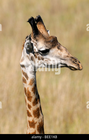 Masai-Giraffe (Giraffa Plancius Tippelskirchi), Porträt, Masai Mara Nature Reserve, Kenia, Ostafrika Stockfoto