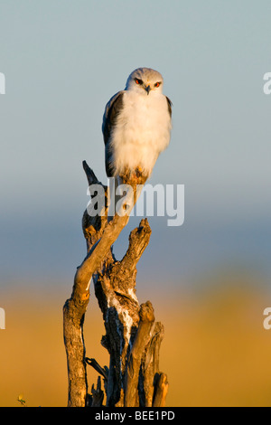 Gleitaar (Elanus Caeruleus) auf seinem Ast im ersten Licht, Masai Mara Nature Reserve, Kenia, Ostafrika Stockfoto