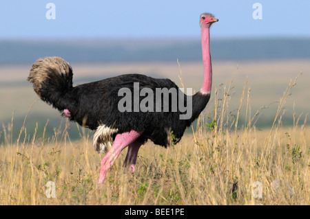 Massai-Strauß (Struthio Camelus Massaicus), Männchen, Naturschutzgebiet Masai Mara, Kenia, Ostafrika Stockfoto