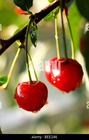 SAUERKIRSCHEN WÄCHST EIN BAUM IM GARTEN Stockfoto