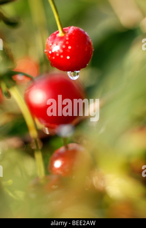 SAUERKIRSCHEN WÄCHST EIN BAUM IM GARTEN Stockfoto