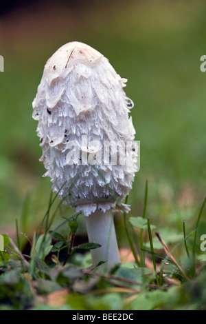 Shaggy Tinte Kappe; Coprinus comatus Stockfoto