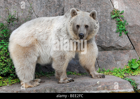 Syrischer Braunbär (Ursus Arctos Syriacus), Zoo, Deutschland, Europa Stockfoto