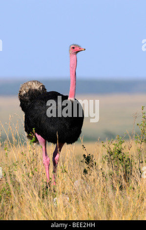 Massai-Strauß (Struthio Camelus Massaicus), Männchen, Naturschutzgebiet Masai Mara, Kenia, Ostafrika Stockfoto