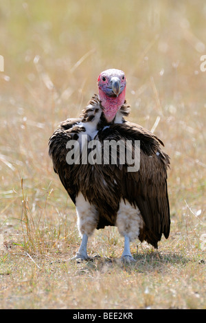 Ohrengeier-faced Vulture (Aegypius Tracheliotus), Naturschutzgebiet Masai Mara, Kenia, Ostafrika Stockfoto