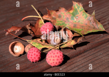 Früchte von den chinesischen blühenden Hartriegels (Sorbus Kousa) auf einem Holztisch Stockfoto