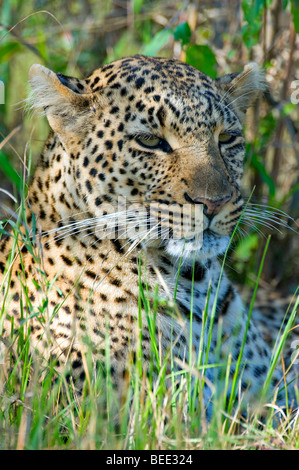 Leoparden (Panthera Pardus), ruht in der Wiese, Porträt, Masai Mara Nature Reserve, Kenia, Ostafrika Stockfoto