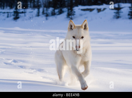 Läuft weißer husky, Schlittenhund im Tiefschnee aus Leine, gefrorene Takhini River, Yukon, Kanada, Nordamerika Stockfoto