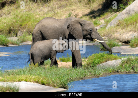 Afrikanischer Bush Elefant (Loxodonta Africana), Kalb, Spanferkel, Masai Mara Nature Reserve, Kenia, Ostafrika Stockfoto