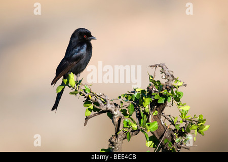 Gabel-tailed Drongo (Dicrurus Adsimilis) auf seinem Ast, Naturschutzgebiet Masai Mara, Kenia, Ostafrika Stockfoto