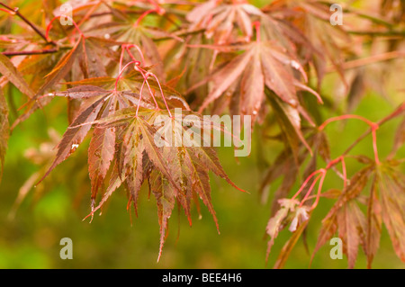 Acer Palmatum Vandermoss rot Stockfoto