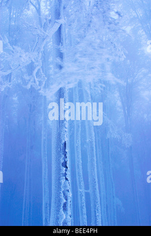 Winter-Buchenwald auf Javornik Hügel, Bile Karpaty, weiße Karpaten, geschützte Landschaftsbereich, Moravia, Czech Repub Stockfoto