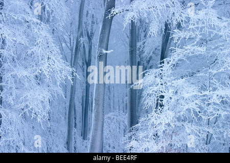 Winter-Buchenwald in Planavy, Bile Karpaty, weiße Karpaten, Schutzgebiet Landschaft, Moravia, Tschechien, Eu Stockfoto