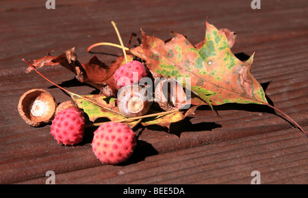 Früchte von den chinesischen blühenden Hartriegels (Sorbus Kousa) auf einem Holztisch Stockfoto