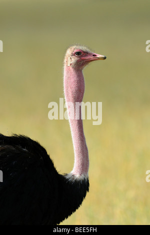 Massai-Strauß (Struthio Camelus Massaicus), Männlich, Porträt, Masai Mara Nature Reserve, Kenia, Ostafrika Stockfoto