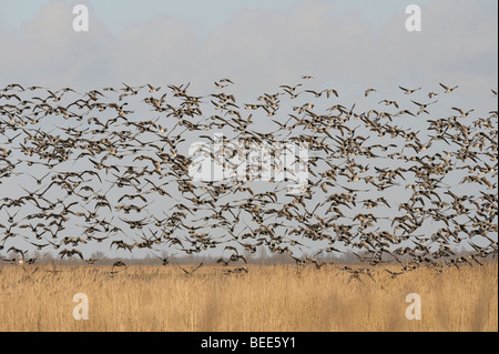 Weißwangengans (Branta Leucopsis) im Flug Stockfoto