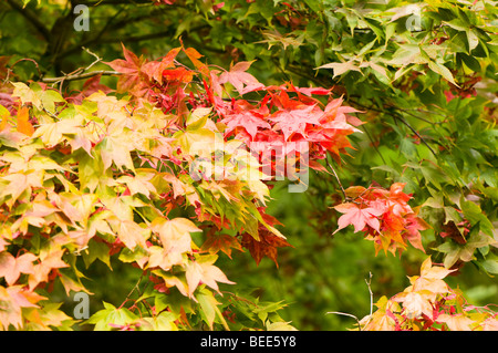 Acer Palmatum Osakazuki Stockfoto