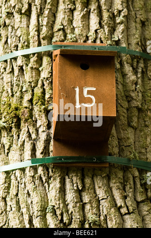 Vogel Nistkasten im Westonbirt Arboretum Stockfoto