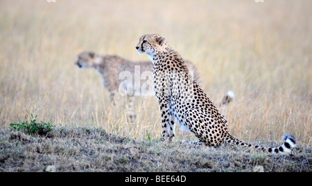 Geparden (Acinonyx Jubatus), zwei Brüder im letzten Licht des Tages, Masai Mara Nature Reserve, Kenia, Ostafrika Stockfoto
