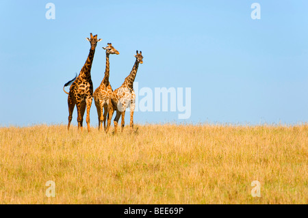 Gruppe von Masai Giraffen (Giraffa Plancius Tippelskirchi) auf der Steppe, Naturschutzgebiet Masai Mara, Kenia, Ostafrika Stockfoto