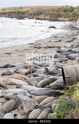 See-Elefanten Piedras Blancas entlang Coast Highway One in der Nähe von San Simeon auf Kaliforniens central coast Stockfoto