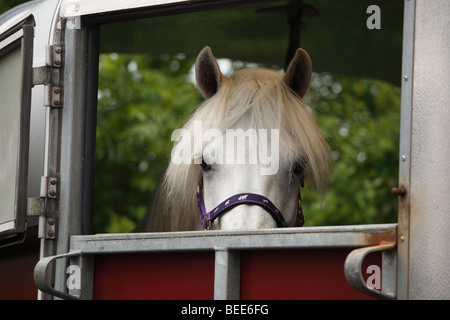 Connemara Pony in einem Pferdeanhänger auf der Maam Cross Pony Show im Juli 2008, Irland Stockfoto