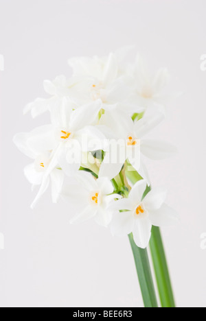 REIHE VON NARCISSUS PAPYRACEUS PAPIERWEIß NARCISSUS Stockfoto