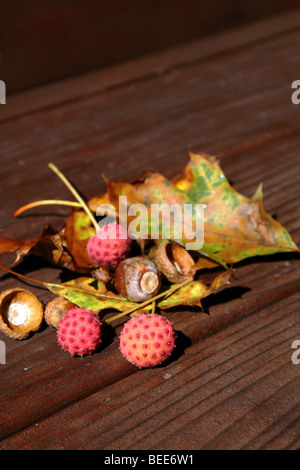 Früchte von den chinesischen blühenden Hartriegels (Sorbus Kousa) auf einem Holztisch Stockfoto