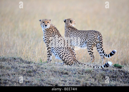 Geparden (Acinonyx Jubatus), zwei Brüder im letzten Licht des Tages, Masai Mara Nature Reserve, Kenia, Ostafrika Stockfoto