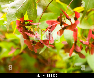 Acer Palmatum Osakazuki Stockfoto