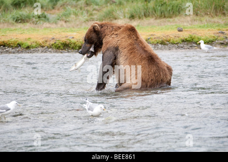 Grizzly Bär mit Lachs in Mund im Geographic Bay Katmai Nationalpark, Alaska Stockfoto