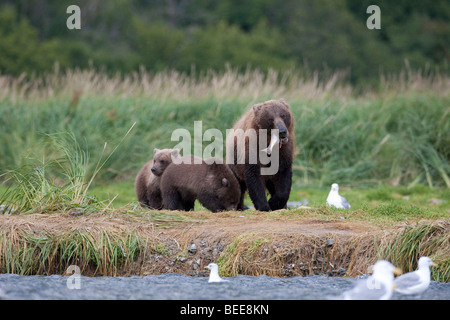 Grizzly säen Fütterung zwei jungen im grünen Rasen in Geographic Bay Katmai Nationalpark, Alaska Stockfoto