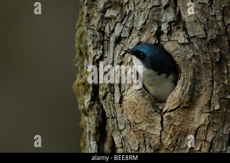 Baum Schwalbe (Tachycineta bicolor), Erwachsene in Verschachtelung Hohlraum Stockfoto