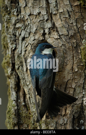 Baum Schwalbe (Tachycineta bicolor), Erwachsener an nistenden Hohlraum Stockfoto